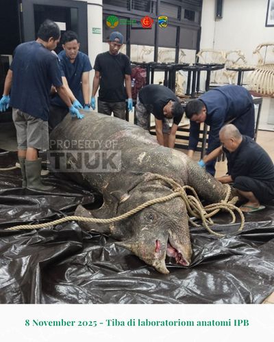 Ini Penyebab Kematian Musofa Badak Jawa Jantan Yang Berada Di Ujung Kulon
