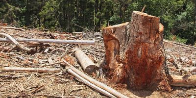 Apa itu Deforestasi, Dampak dan Pencegahannya