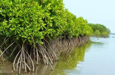 Gubernur Banten: HMPMI Mangrove Konservasi Wilayah Pesisir