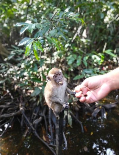 Mengulas Destinasi Pulau Kembang: Oase Hijau Habitat Bekantan di Jantung Barito