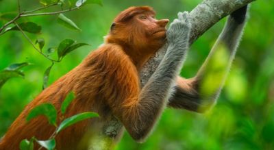 Mengenal Bekantan, Si Hidung Panjang Ikonik dari Kalimantan Selatan