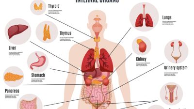 Evolusi dan Organ Tubuh yang Hilang Fungsinya: Perspektif Baru tentang Kesehatan Manusia
