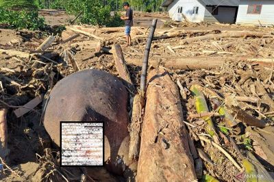 Sedihnya, Banjir di Pidie Jaya Aceh pun Berdampak pada Hewan: Gajah Sumatra Ditemukan Mati Terhimpit Kayu!