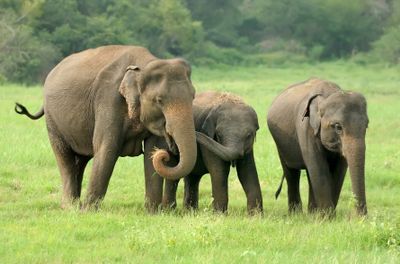 Apa yang Terjadi Jika Gajah Punah? Dampaknya Besar bagi Bumi