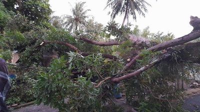 Pohon Besar Tumbang, Akses Jalan Hutan Kebon Kembang Terputus Total