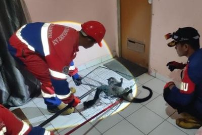 DAMKAR KOTA JAMBI EVAKUASI MUSANG MASUK RUMAH WARGA
