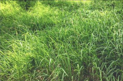 Bisnis Online Berupa Rumput, Kisah Pria Asal Sleman