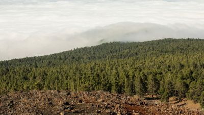 Dampak Pembukaan Lahan Sawit Terhadap Lingkungan dan Kehidupan Masyarakat di Hutan Gundiul