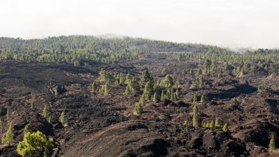Deforestasi di Indonesia: Dampak dan Penyebab di Balik Krisis Lingkungan