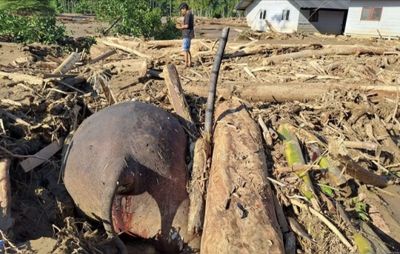 Gajah Sumatera Tewas Terbawa Banjir di Aceh, Guru Besar UGM Sebut Tergusur Alih Fungsi Lahan : Sawit Ancaman Besar