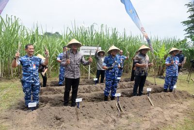 Dukung Swasembada Pangan Nasional, Pemkab Sleman Bersama TNI AU Tanami Tebu 30 Hektare