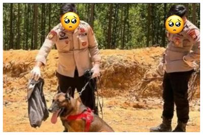 Reno, Anjing K-9 Polda Riau Gugur saat Proses Pencarian Korban Bencana di Agam Sumbar