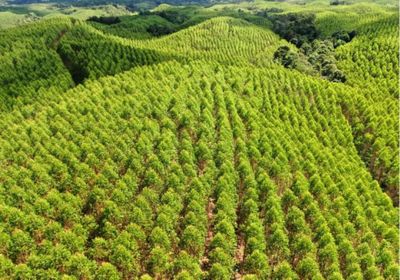 Siapa Pemilik PT Toba Pulp Lestari Sekarang? Ini Dia Penjelasannya