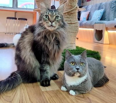 7 Rekomendasi Kafe Kucing Tempat Hiling Bagi Para Cat Lovers