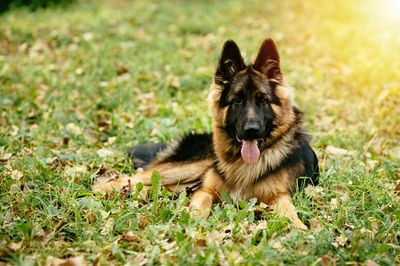 Mengenal 100 Ras Anjing Paling Hits di Dunia, Biar Gak Salah Pilih Anabul Favorit Kamu!