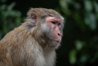 5 Arti Mimpi Dikejar Monyet Menurut Islam, Pertanda Apa?