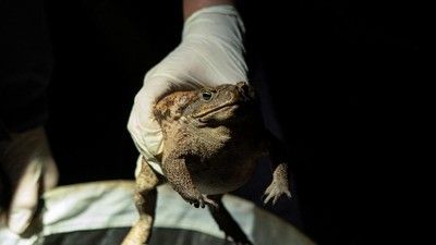 Infeksi Paru Langka Akibat Konsumsi Katak Mentah: Kasus Menarik dari Shanghai