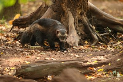 5 Arti Mimpi Musang Menurut Primbon Jawa, Pertanda Buruk atau Baik?