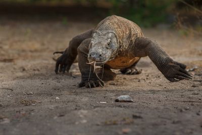 5 Arti Mimpi Dikejar Komodo Menurut Primbon Jawa, Pertanda Buruk?