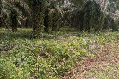 Polemik Pembangunan Markas Yon TP 872 di Luwu Utara, Pemprov Sulsel Tegaskan Lahan Sah Milik Daerah