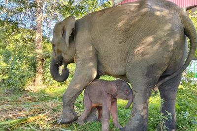 Kabar Gembira! Yulia Gajah di Way Kambas Lahirkan Anak Gajah Betina