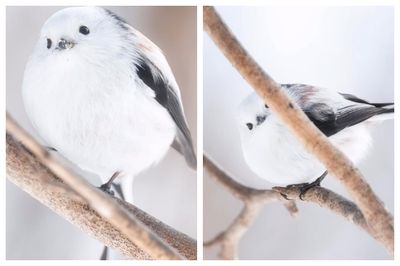 Viral Burung Mirip Salju di Alam Liar, Ini 6 Fakta Tentang Shima Enaga