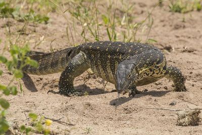 5 Arti Mimpi Dikejar Biawak Menurut Primbon Jawa, Hati-hati Kamu Bakal Hadapi Masalah Besar!