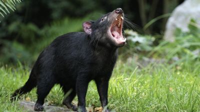 Kepedulian Hewan Terhadap Bencana Alam: Apa yang Perlu Kita Ketahui