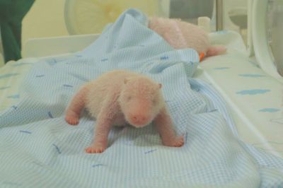 Taman Safari Indonesia Sukses Lahirkan Bayi Panda Raksasa hingga Jadi Sorotan Dunia