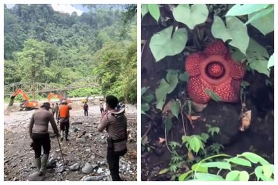 Viral, Tim SAR Temukan Bunga Rafflesia Mekar Langka saat Penyisiran Korban Banjir