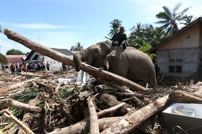 Empat Gajah Sumatera Dikerahkan untuk Pemulihan Pidie Jaya, Begini Penjelasan Kemenhut