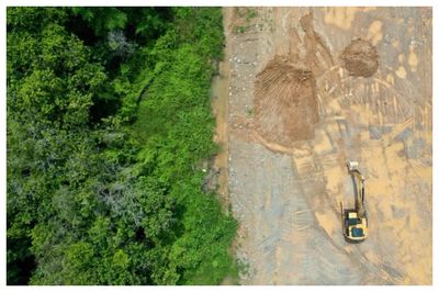 Indonesia Negara ke-2 yang Kehilangan Hutan Primer Terbesar, Ini Dampaknya!
