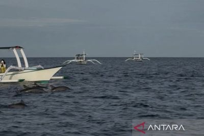 Tips Lihat Lumba-Lumba di Pantai Lovina, Waktu Terbaik hingga Biaya Tur