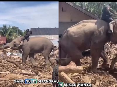 Viral Gajah Bantu Bersihkan Material Kayu Banjir Sumatera Pakai Belalainya, Polres Pidie Jaya Klarifikasi!
