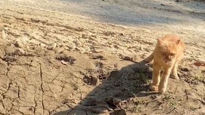 Kucing Hilang Berhari-Hari, Pemilik Menangis Saat Si Oren Kembali