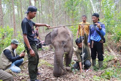 Terungkap! Kondisi Mengerikan Anak Gajah yang Ditinggal Rombongan Sebelum Diselamatkan BBKSDA Riau!