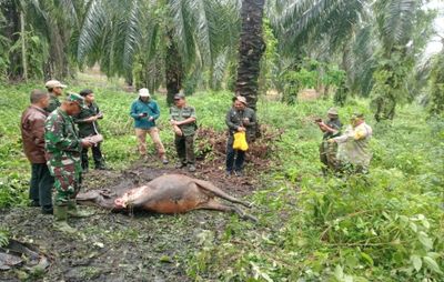 Konflik Harimau Sumatera di Siak: BBKSDA Riau Telusuri Jejak dan Pasang Kamera Trap