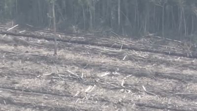 Influencer Amerika Tunjukkan Parahnya Deforestrasi Indonesia, Ingatkan untuk Belajar dari Banjir Sumatra