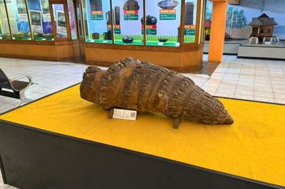 Jejak Bumi Purba Riau Ditampilkan Lewat Koleksi Mineral dan Fosil di Museum Sang Nila Utama