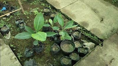 Memanfaatkan Lahan Hijau Sebagai Tempat Produksi Pertanian