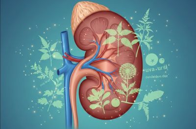 Jenis dan Tips Memilih Herbal untuk Gagal Ginjal: Mana yang Mulai Banyak Dicari Pasien di 2025?