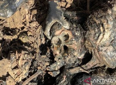 Menyedihkan! Orang Utan Tapanuli Ditemukan Mati di Antara Tumpukan Lumpur, Batu dan Kayu