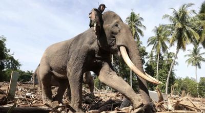 Konflik Gajah - Manusia di Way Kambas Memanas, Pakar UGM Dorong Pagar Permanen