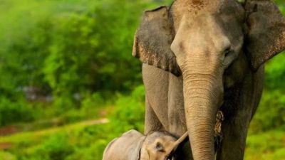 Hibah Lahan 20.000 Hektare untuk Perlindungan Gajah di Aceh