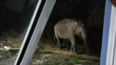 Ikhlaskan Gajah Liar Makan dari Kebun Pisangnya, Perempuan Ini Dipuji Warganet