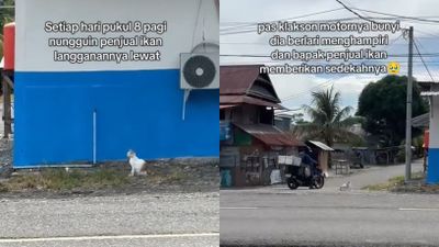 Perilaku Kucing Ini Viral, Setia Tunggu Penjual Ikan di Lokasi yang Sama Setiap Hari