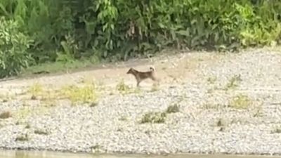 Aksi Pantang Menyerah Seekor Anjing Menyeberangi Sungai Deras, Usaha Berkali-Kali Berbuah Hasil