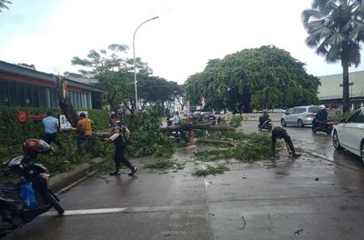 Brak! Pohon Tumbang di Tangsel Akibat Angin Timpa Mobil Pengangkut Kaca