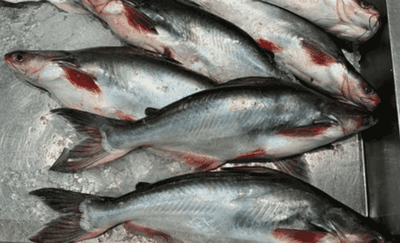 7 Pilihan Ikan Lokal yang Tinggi Protein, Ada Tuna hingga Mujair