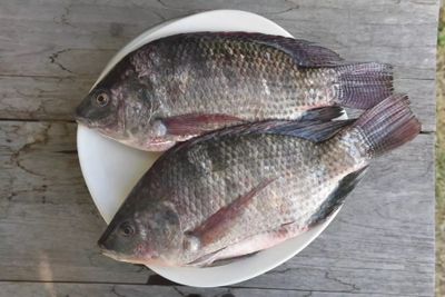 7 Manfaat Ikan Mujair untuk Kesehatan Tubuh yang Perlu Diketahui